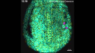 Convergence and extension in zebrafish [upl. by Anrim]