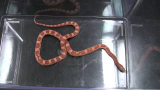 Corn Snake feeding [upl. by Elokcin536]