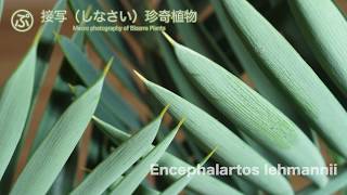 接写な。Encephalartos lehmannii（エンセファラルトス・レーマニー） [upl. by Thelma]