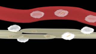 How mycobacterium leprae damages nerves [upl. by Resiak]