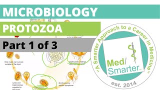 Protozoa  Microbiology  USMLE STEP 1  Part 1 of 3 [upl. by Swayne255]