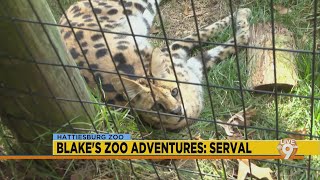 Hattiesburg Zoo Serval [upl. by Harbert]