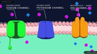 Action Potential in the Neuron [upl. by Aeriela206]