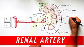 Anatomy tutorial  Renal Artery Branches [upl. by Bobette]