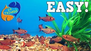 Top 10 Aquarium Fish For Beginners Your First Aquarium [upl. by Sualocin]