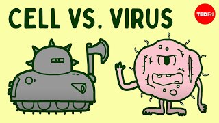 Cell vs virus A battle for health  Shannon Stiles [upl. by Wulf602]