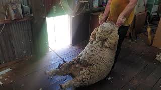 The Shearers Post Shearing Super Fine Wool Merino Wooly Wethers at Millthorpe NSW Shears Clippers [upl. by Aliel]