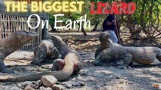 King of Komodo Dragon  Komodo Dragons Eat The Rest of Monkey [upl. by Enyledam379]