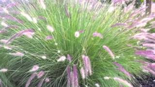 Pennisetum setaceum  Fountain Grass [upl. by Yziar]