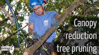 Canopy reduction tree pruning [upl. by Jaquiss]