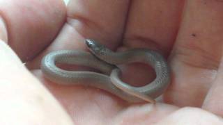 Rough Earth Snake [upl. by Crawford986]