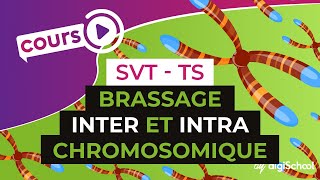 Brassage inter et intra chromosomique  SVT  TS  digiSchool [upl. by Ittap]