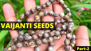 Vaijanti Plant 🤑 💰 भाग्य बदल देगा वैजंती  Seeds  Care  Auspicious plant  Part2 [upl. by Chenee712]