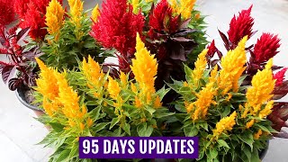 Know How to Grow n Care for Celosia Plants  Complete GUIDE [upl. by Obara]