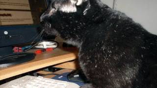 Sylvester Gets Online [upl. by Stavro]