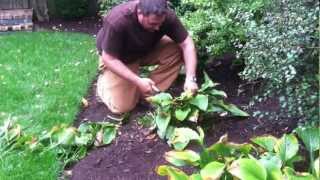 How and When To Prune Back Hostas Peonies and Other Perrenials [upl. by Nitsyrc538]