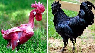 7 Races De Poules Exotiques Que Vous Ne Croirez Pas Existent [upl. by Vikky]