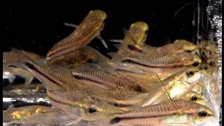 Corydoras pygmaeus The Pygmy Cory Species Spotlight [upl. by Stutman83]