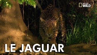 Le jaguar [upl. by Christabel]