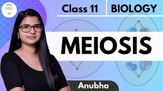 Class 11  Meiosis  NCERT HINDI [upl. by Nace]