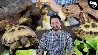 Why Tortoises Are The Best Pet Reptiles [upl. by Phillips]