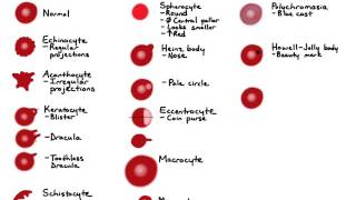 RBC Morphology [upl. by Stephenson921]