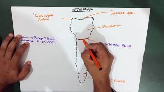 Introduction  Thorax  Sternum  Part 1 Anatomy [upl. by Odnavres]