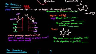 Purine and Pyrimidine Nucleotide Biosynthesis [upl. by Kcyrred]