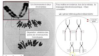 TSLe brassage interchromosomique lors de la méiose [upl. by Nigle]