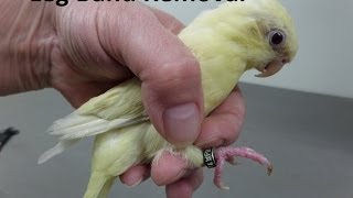 How to Remove a Leg Band on a Lineolated Parakeet [upl. by Sarah]