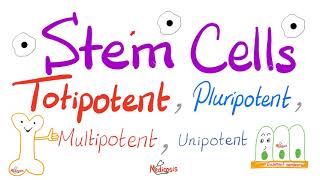 How do Stem Cells Actually Work  Earth Science [upl. by Tobit]