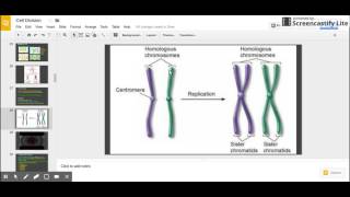 Sister Chromatids vs Homologous Chromosomes [upl. by Veator]