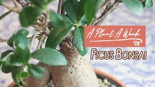 Ficus Ginseng Bonsai Care  A Plant A Week [upl. by Yentyrb705]