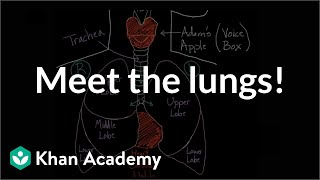 Meet the lungs  Respiratory system physiology  NCLEXRN  Khan Academy [upl. by Yedrahs779]