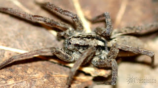 Spiders Creepy Mating Purr Recorded by Researchers [upl. by Sachsse822]