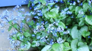 Siberian bugloss Brunnera macrophylla [upl. by Nwahsem577]