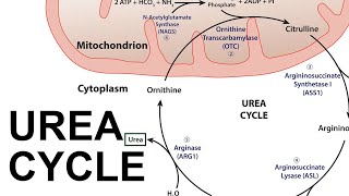 Urea Cycle [upl. by Shani]