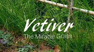 Vetiver The Miracle Grass [upl. by Pauly336]