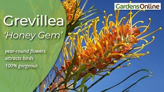 Grevillea Honey Gem  How to Grow [upl. by Idou616]