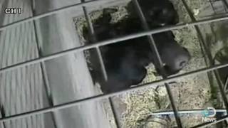 Chimps Face Death Like Humans Do [upl. by Cahra]