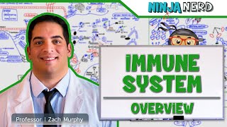 Immunology  Immune System Overview [upl. by Fortier446]