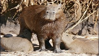 All About Capybaras [upl. by Ming722]