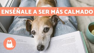 ¿Cómo tener un PERRO TRANQUILO ✅ 5 Consejos Efectivos y Fáciles [upl. by Higley]