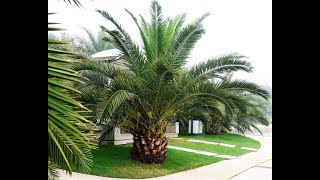 Phoenix Canariensis [upl. by Lekram]