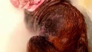 Demodex mite cure for dogs [upl. by Fay77]