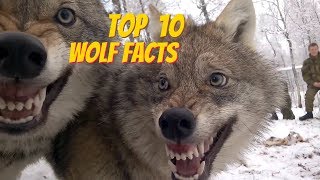 TOP 10 WOLF FACTS  EVERYTHING YOU EVER WANTED TO KNOW ABOUT WOLVES [upl. by Aramal837]