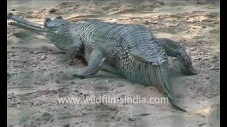 Gharial Gavialis gangeticus [upl. by Drapehs]