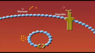 Glucose Transporters animation [upl. by Sugden]