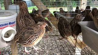 Male Coturnix Quail Calls  Sound [upl. by Leak]