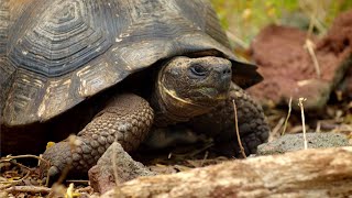 Tracking Giant Galapagos Tortoises  BBC Earth [upl. by Bat]